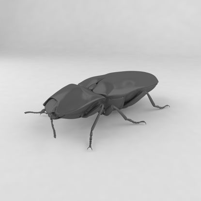 Click beetle insect beetles 3d model