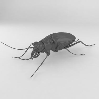芽斑虎甲甲虫3D模型