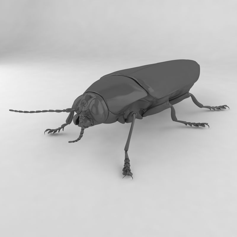 彩艳吉丁虫昆虫甲虫3D模型