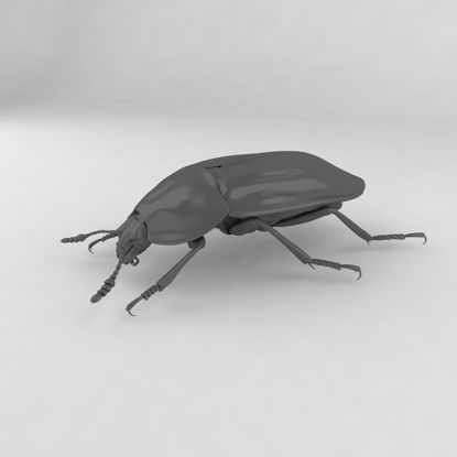 Carrion beetle insect beetles 3d model