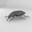 Carrion beetle insect beetles 3d model