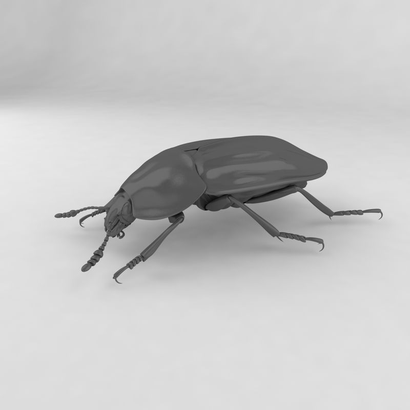 Beetle Anthro V2 - - 3D Warehouse