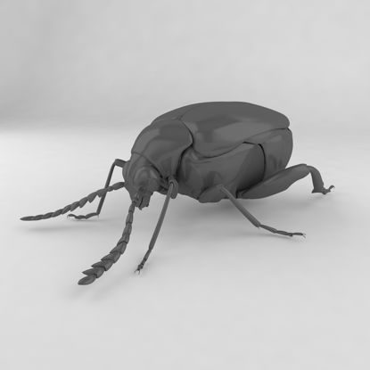 Callosobruchus chinensis böcek böcekleri 3d modeli