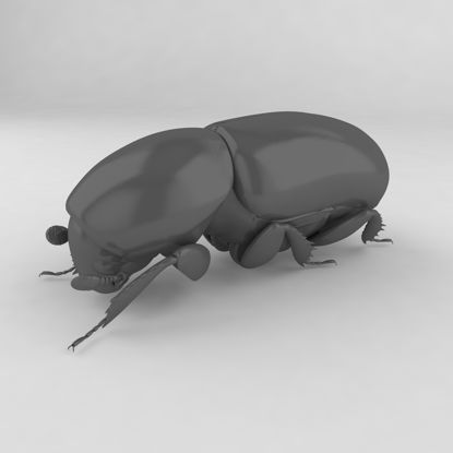 树皮甲虫小蠹虫昆虫甲虫3D模型