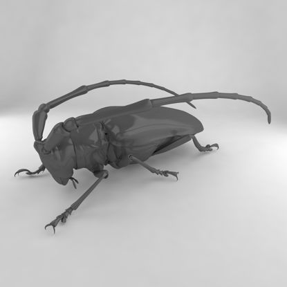 Anoplophora malasiaca insect beetles 3d model