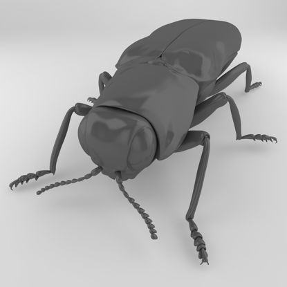 Agrilus 3D-Modell