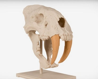 剑齿虎头骨3D打印模型