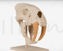 Saber toothed tiger tooth 3d printing model