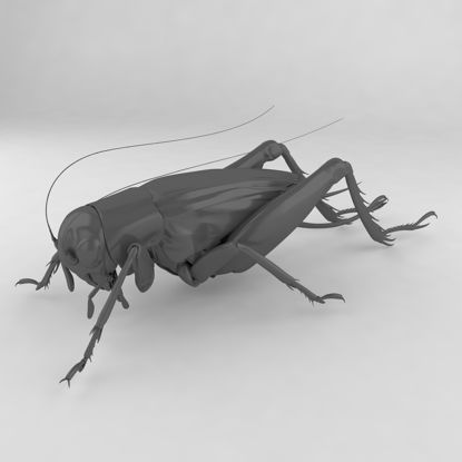 Emma field cricket insect 3d model