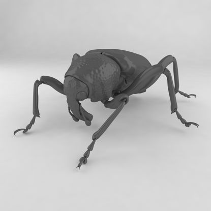 Euscepes postfasciatus insect beetles 3d model