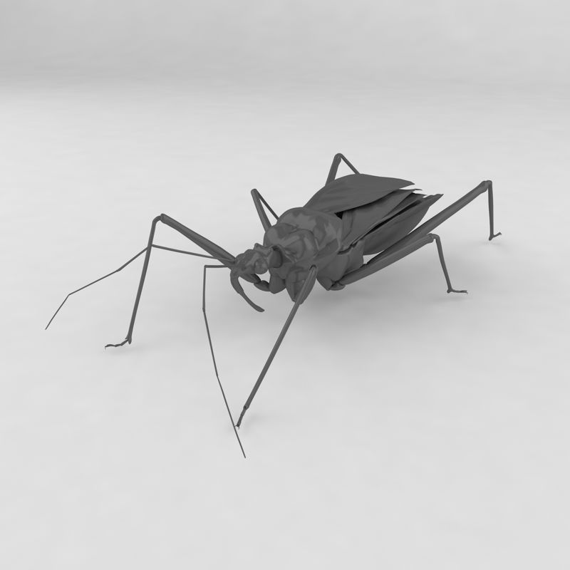 Sphedanolestes impressicollis insect beetles 3d model
