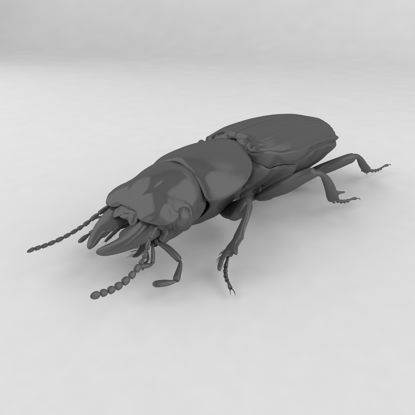Scarites terricola insect beetles 3d model
