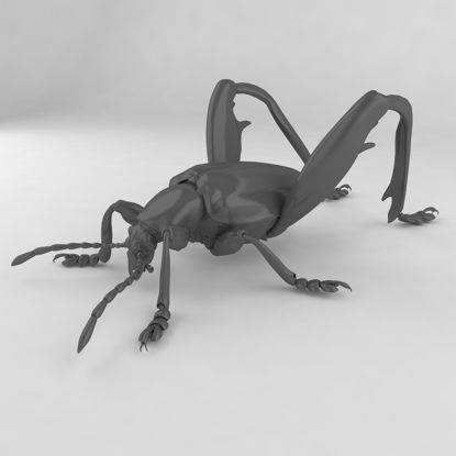 Sagra petelii insect beetles 3d model