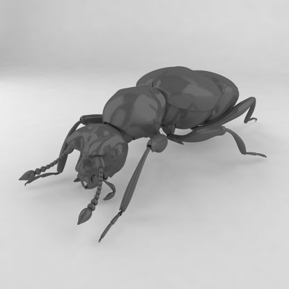 Pselaphid beetle insect beetles 3d model
