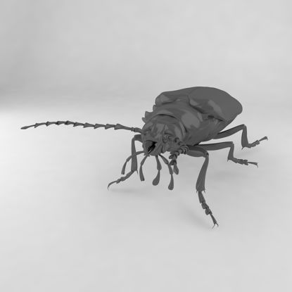 Prionus insularis insularis insect beetles 3d model