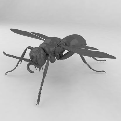Praestochrysis lusca insect 3d model