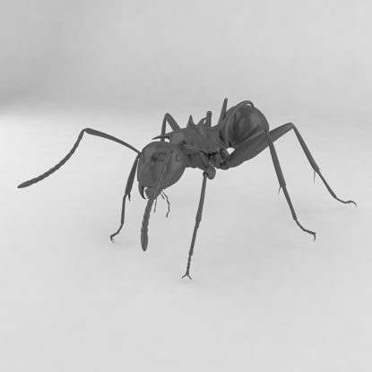 Polyrhachis lamellidens insect ant 3d model
