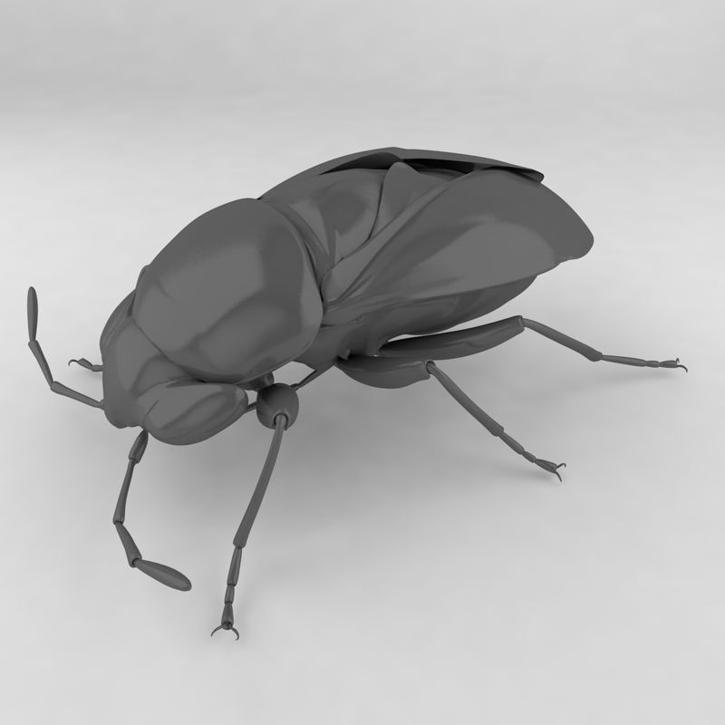 Piocoris varius insect beetles 3d model