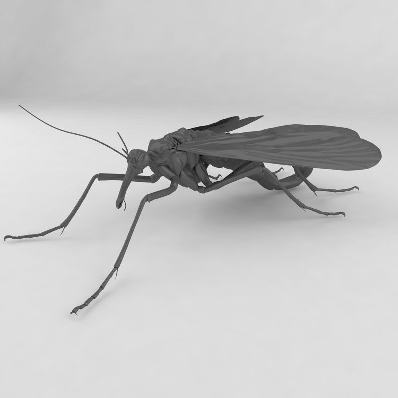 Panorpa japonica insect 3d model