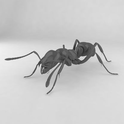 Pachycondyla chinensis insect ant 3d model