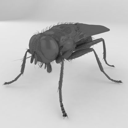 Musca domestica fly insect 3d model