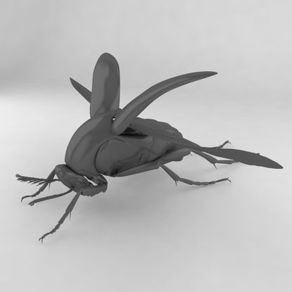 Mordellidae insect beetles 3d model
