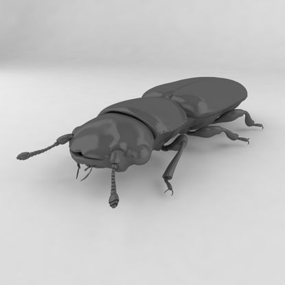 Monotomidae insect beetles 3d model
