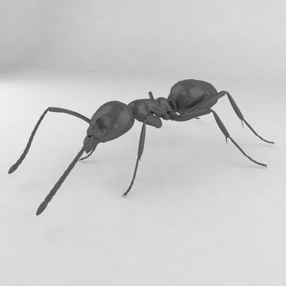Linepithema humile insect ant 3d model