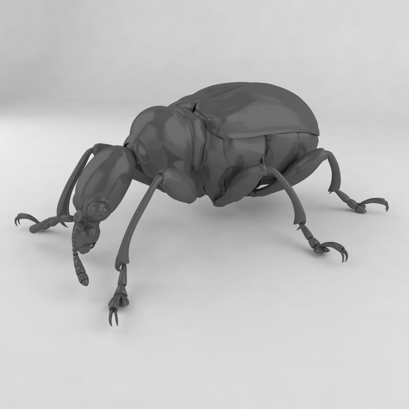 Leaf rolling weevil insect beetles 3d model
