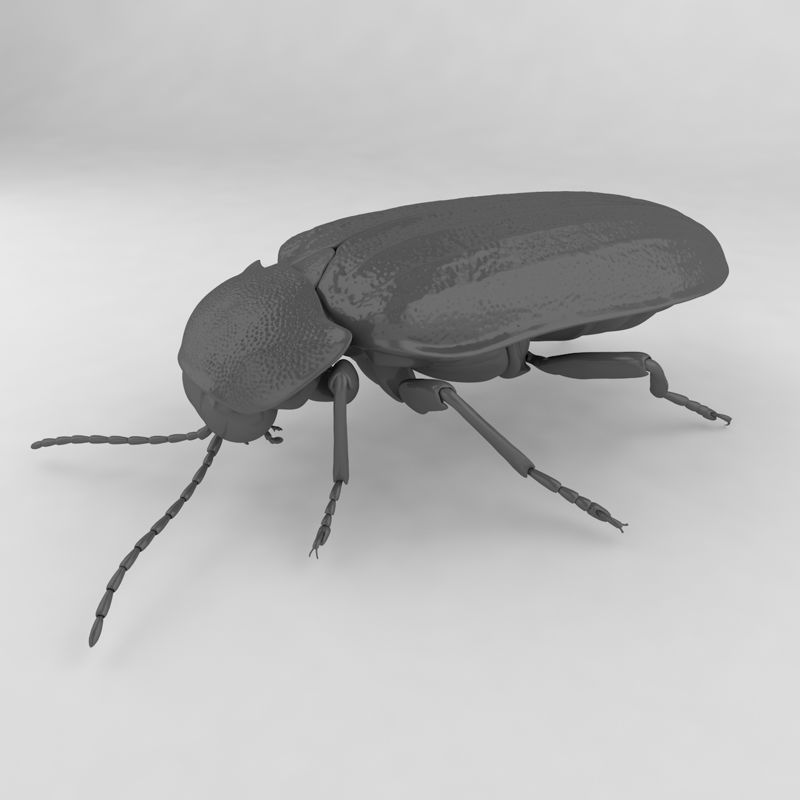 Japanese firefly insect beetles 3d model