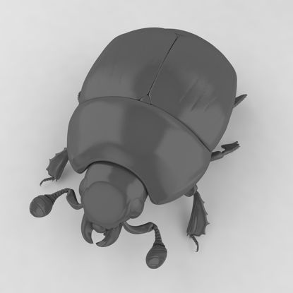 Hister beetle insect beetles 3d model