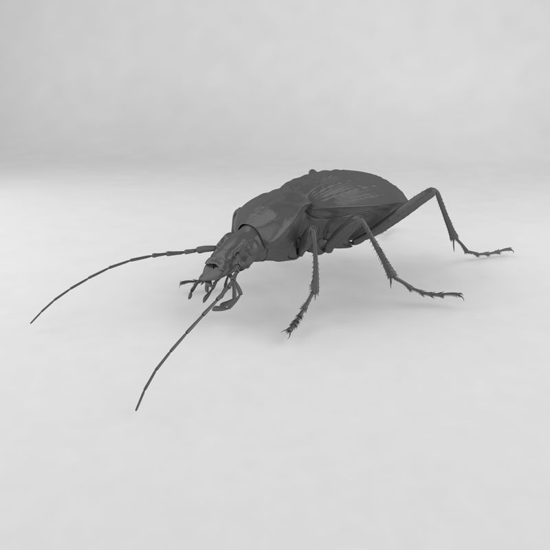 Ground beetle insect beetles 3d model