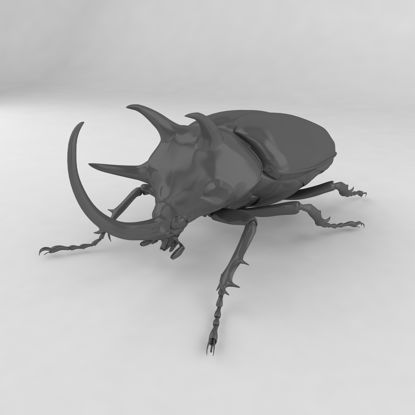 Eupatorus gracilicornis insect beetles 3d model
