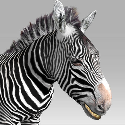 Zebra 3d modeli animasyonlu
