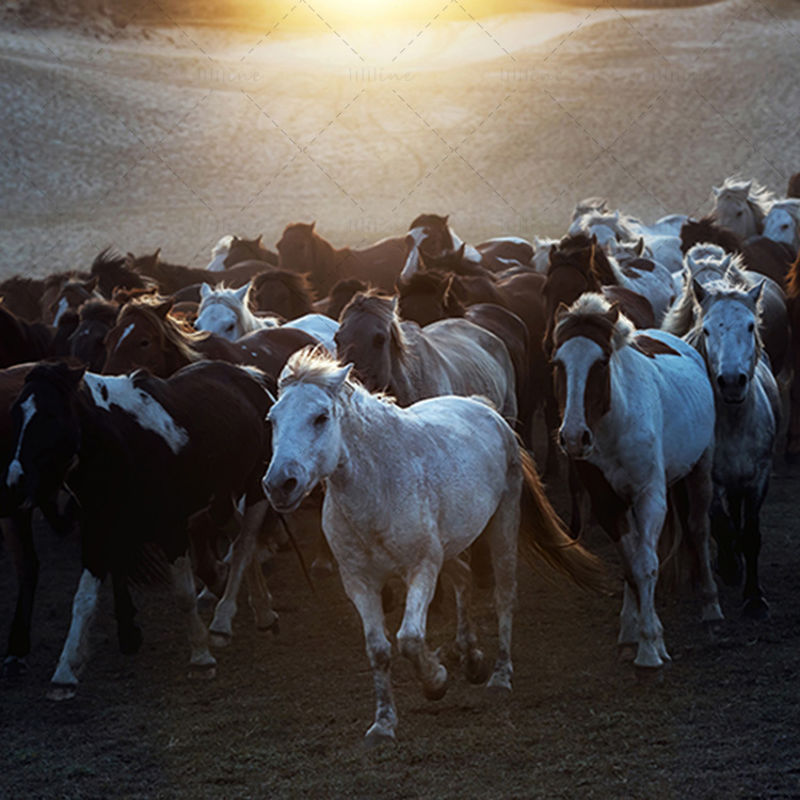 Running Horses Photo