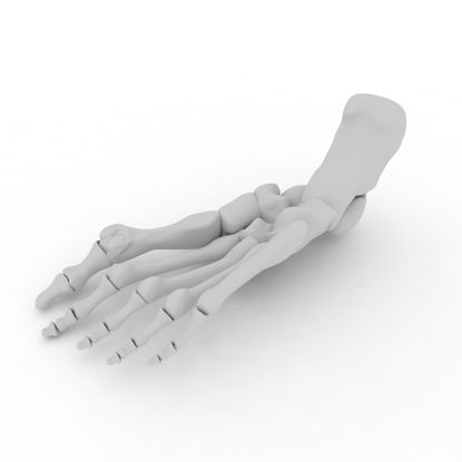 Modèle d'impression 3D squelette du pied humain