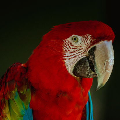 Parrot Bird Photo