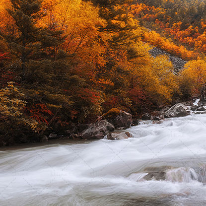 Autumn mountain forest trees flowing water creek
