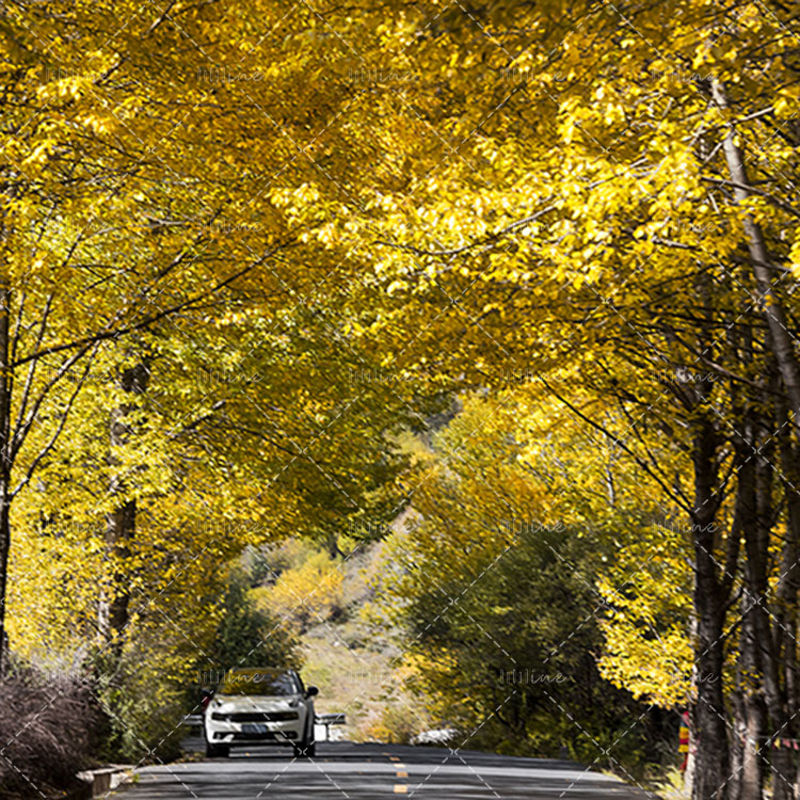 The road of autumn