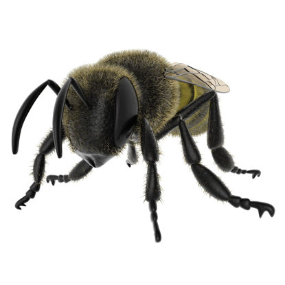 Modelo 3d de abelha