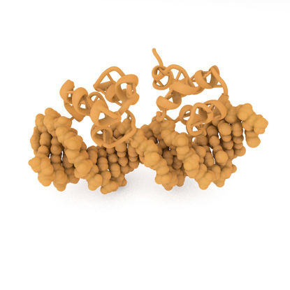 مدل چاپ سه بعدی پروتئین اتصال دهنده 434-CRO-DNA