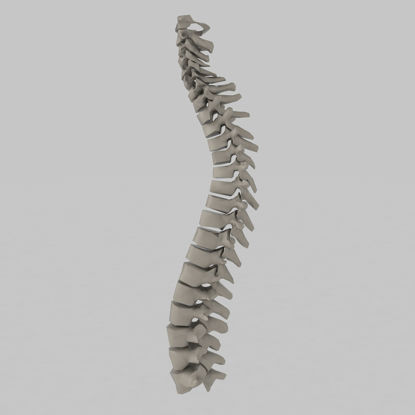 Modelo 3d de columna vertebral