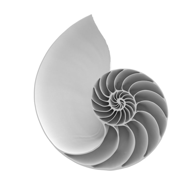 Nautilus 3D nyomtatási modell