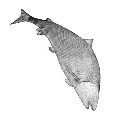 ビッグパシフィックサーモンOncorhynchusketa3Dプリントモデル