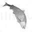 Big pacific salmon Oncorhynchus keta 3d print model