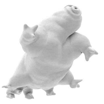 Water bear tardigrata 3d print model