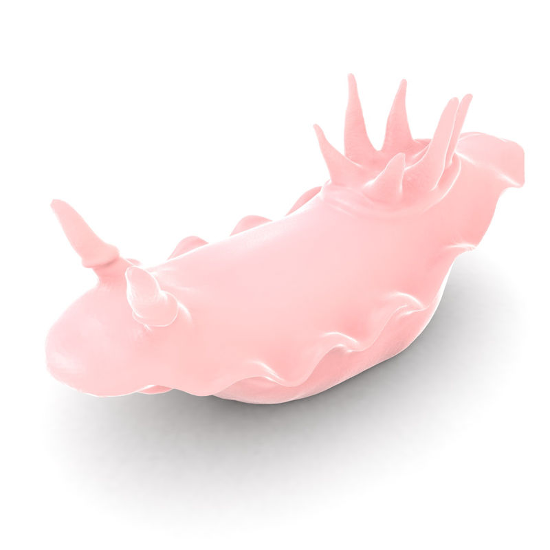 نموذج طباعة 3D Sea Slug