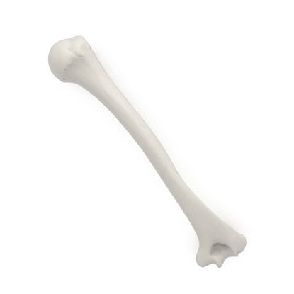 Right humerus bone 3d print model