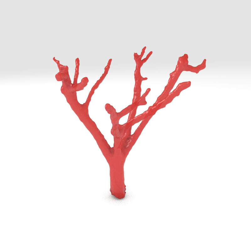 Red coral 3d print model