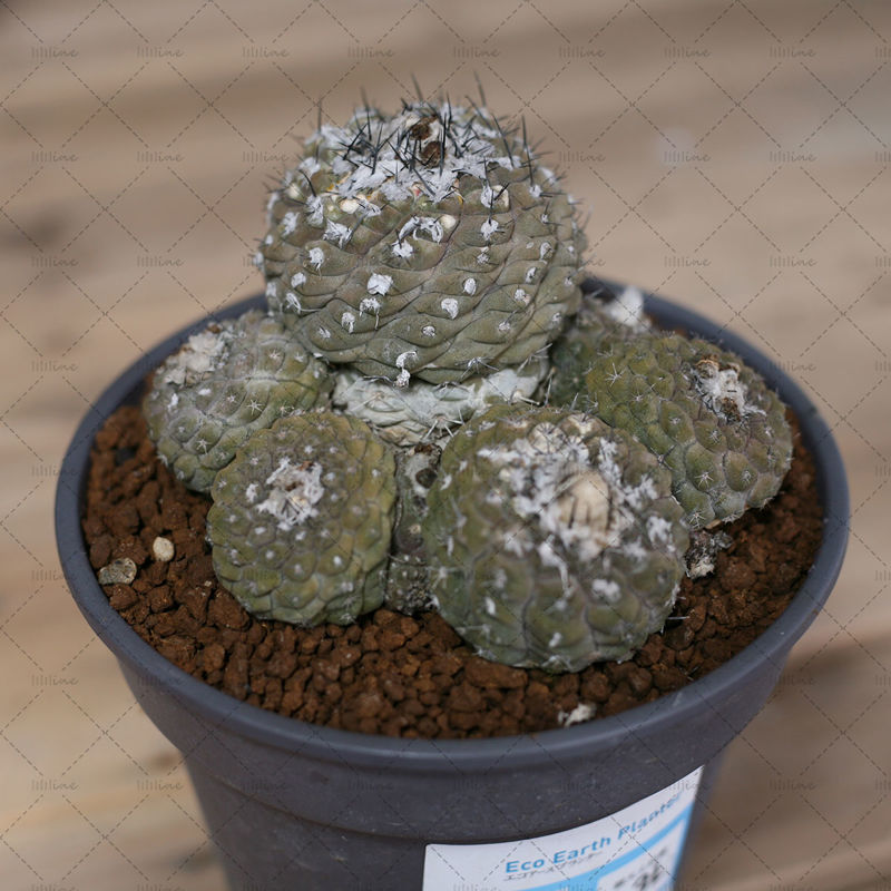 Copiapoahypogaeaサボテン写真